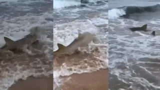 Imagem ilustrativa da imagem Tubarões são filmados em águas rasas na Ilha de Fernando de Noronha