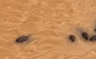 Imagem ilustrativa da imagem VÍDEO | Grupo de capivaras enfrenta correnteza em rio de Fundão