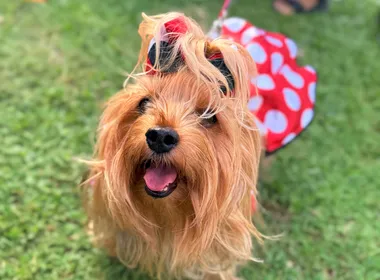 Imagem ilustrativa da imagem Plaza Shopping encerra o Carnaval com Bailinho Pet