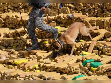 Imagem ilustrativa da imagem 48 toneladas de maconha são encontradas em bunker no RJ; polícia diz ser maior apreensão da história