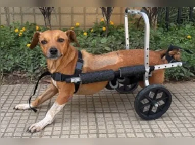 Imagem ilustrativa da imagem Cachorra paraplégica fica presa sob veículo após temporal em MG e é resgatada por policias