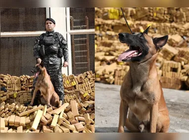Imagem ilustrativa da imagem Huck, pastor-belga-malinois, foi responsável por encontrar bunker com 48 toneladas de maconha