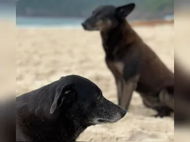 Imagem ilustrativa da imagem Morre a cadela Pretinha, companheira do cão Orelha, de doença parasitária