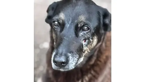 
          Imagem ilustrativa da imagem Adolescentes suspeitos de matar o cão Orelha voltam ao Brasil
          