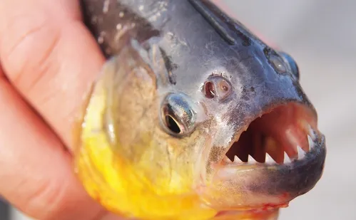 
          Imagem ilustrativa da imagem Ataque de piranhas na Argentina deixa 46 feridos; vítima teve dedo amputado
          