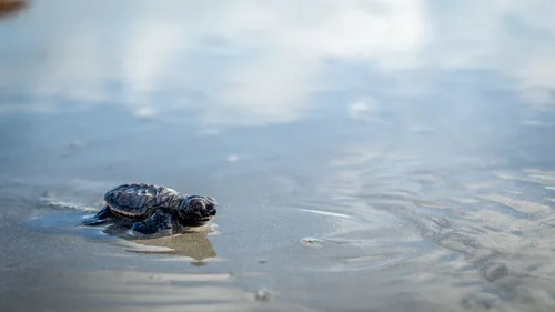 
          Imagem ilustrativa da imagem Berçário no Janga: 165 tartarugas-de-pente nascem na Praia da Enseadinha
          