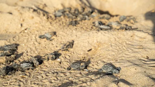 
          Imagem ilustrativa da imagem Berçário no Janga: 165 tartarugas-de-pente nascem na Praia da Enseadinha
          