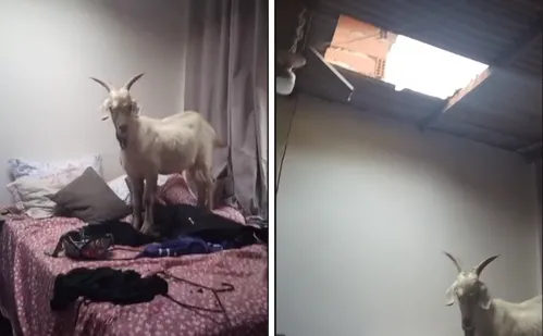 
          Imagem ilustrativa da imagem Cabra sobe em telhado, cai e vai parar em cima da cama de uma casa em Cariacica
          