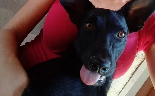 
          Imagem ilustrativa da imagem Cadela comunitária é morta a tiros por morador em Pancas
          