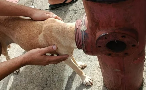 
          Imagem ilustrativa da imagem Cadela é resgatada pelos Bombeiros após ficar com a cabeça presa em hidrante no ES
          