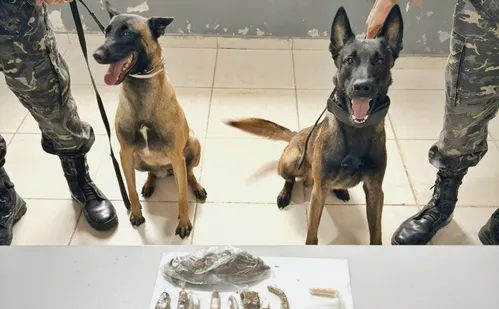 
          Imagem ilustrativa da imagem Cães farejadores encontram drogas durante treinamento em Vila Velha
          