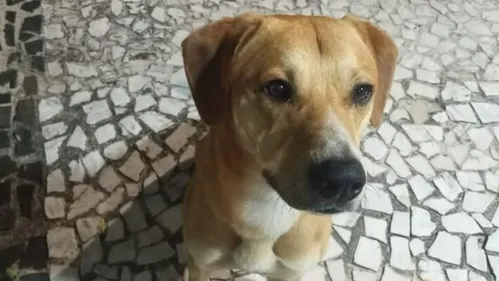 
          Imagem ilustrativa da imagem Cão Orelha: MP de Santa Catarina avalia pedir exumação do pet para esclarecer pontos da investigação
          