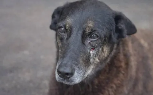 
          Imagem ilustrativa da imagem Cão Orelha: Polícia de SC conclui inquérito e pede internação de adolescente
          