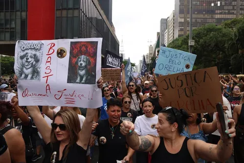 
          Imagem ilustrativa da imagem Cão Orelha: por que a lei não prevê internação de adolescente acusado de agredir animal
          