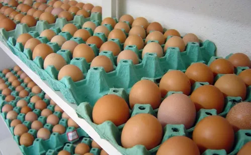 
          Imagem ilustrativa da imagem Carnes, frutas e cachaça: conheça os produtos do ES vão "invadir" mercado da Ásia
          