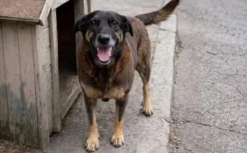 
          Imagem ilustrativa da imagem Caso Orelha: Polícia usa tecnologia importada para apurar crime
          