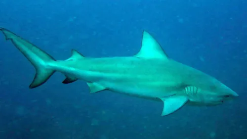 
          Imagem ilustrativa da imagem Cemit aponta tubarão-cabeça-chata como provável autor de ataque fatal em Olinda
          