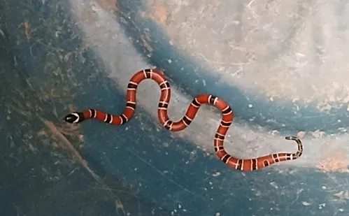 
          Imagem ilustrativa da imagem Cobra coral é encontrada dentro de casa na Praia da Costa
          