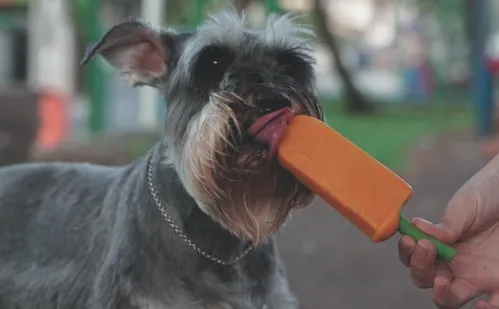 
          Imagem ilustrativa da imagem Com 4 mil empresas no ES, mercado pet cresce e tem até sorvete para cachorro
          