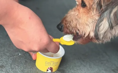 
          Imagem ilustrativa da imagem Com 4 mil empresas no ES, mercado pet cresce e tem até sorvete para cachorro
          