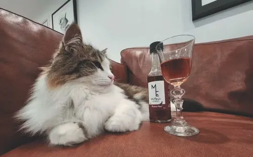 
          Imagem ilustrativa da imagem Com 4 mil empresas no ES, mercado pet cresce e tem até sorvete para cachorro
          