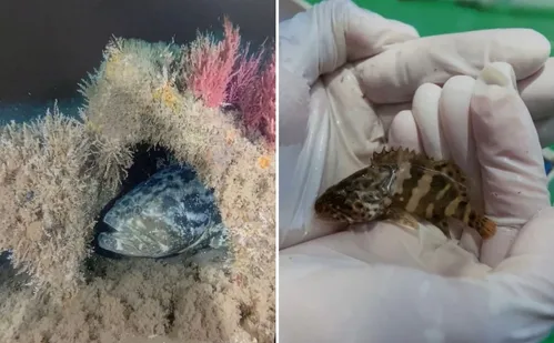 
          Imagem ilustrativa da imagem Conceição da Barra oficializa peixe mero como símbolo municipal
          