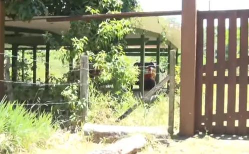 
          Imagem ilustrativa da imagem O que se sabe sobre o corpo encontrado no sítio de envolvido no caso Araceli
          