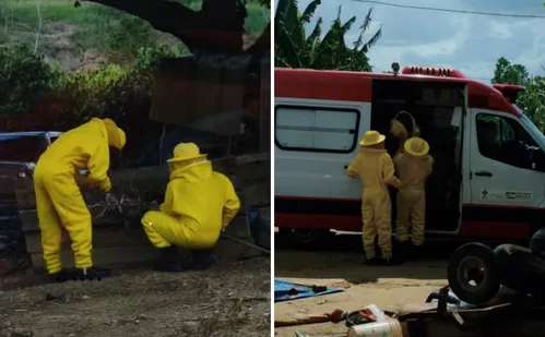 
          Imagem ilustrativa da imagem Crianças e animais são atacados por enxame de abelhas no Norte do ES
          