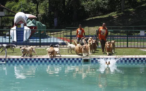 
          Imagem ilustrativa da imagem Diversão e conforto em hotéis para cães na Grande Vitória
          
