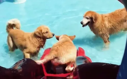 
          Imagem ilustrativa da imagem Diversão e conforto em hotéis para cães na Grande Vitória
          