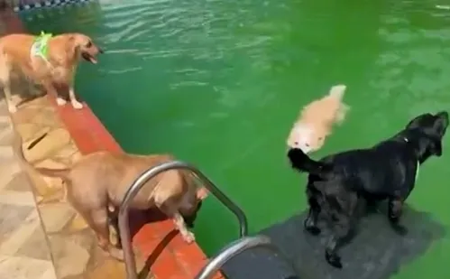 
          Imagem ilustrativa da imagem Diversão e conforto em hotéis para cães na Grande Vitória
          