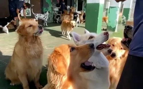 
          Imagem ilustrativa da imagem Diversão e conforto em hotéis para cães na Grande Vitória
          