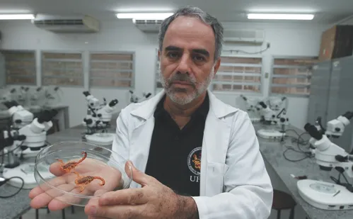 
          Imagem ilustrativa da imagem ES já registrou mais de 1.000 acidentes com escorpião em 2026
          