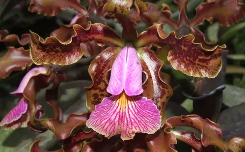 
          Imagem ilustrativa da imagem Espécies de flores encontradas no Espírito Santo são vendidas por até R$ 20 mil
          