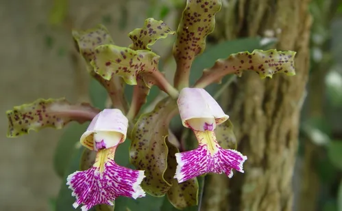 
          Imagem ilustrativa da imagem Espécies de flores encontradas no Espírito Santo são vendidas por até R$ 20 mil
          