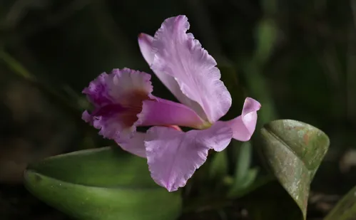
          Imagem ilustrativa da imagem Espécies de flores encontradas no Espírito Santo são vendidas por até R$ 20 mil
          