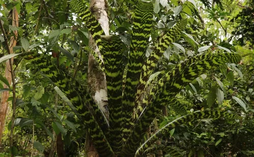 
          Imagem ilustrativa da imagem Espécies de flores encontradas no Espírito Santo são vendidas por até R$ 20 mil
          