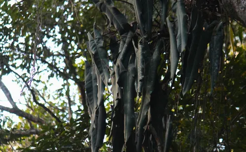 
          Imagem ilustrativa da imagem Espécies de flores encontradas no Espírito Santo são vendidas por até R$ 20 mil
          