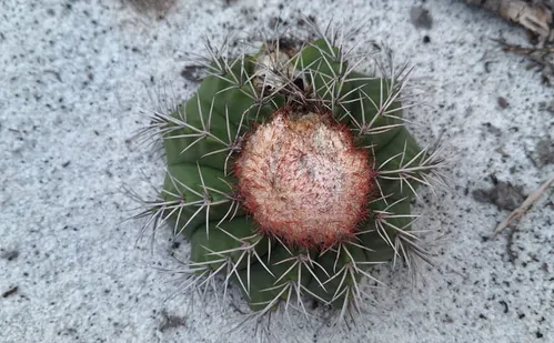 
          Imagem ilustrativa da imagem Espécies de flores encontradas no Espírito Santo são vendidas por até R$ 20 mil
          