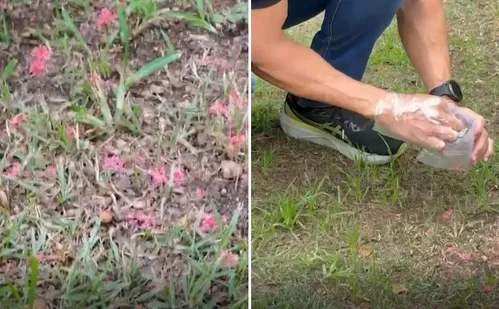 
          Imagem ilustrativa da imagem Exames concluem que material encontrado em ruas da Mata da Praia é venenoso
          