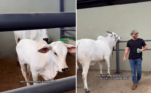 
          Imagem ilustrativa da imagem Fora do comum: Murilo Huff presenteia a noiva com bezerra de genética milionária
          