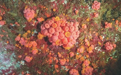 
          Imagem ilustrativa da imagem Força-tarefa para conter coral invasor em Guarapari
          