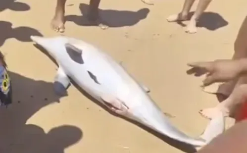 
          Imagem ilustrativa da imagem Golfinho é encontrado encalhado na Praia dos Padres, em Guarapari
          