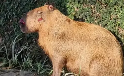 
          Imagem ilustrativa da imagem Grupo que agrediu capivara no Rio é denunciado por maus-tratos com crueldade
          