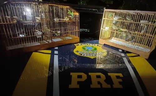 
          Imagem ilustrativa da imagem Homem é flagrado transportando pássaros silvestres em porta-malas na BR 101 no ES
          