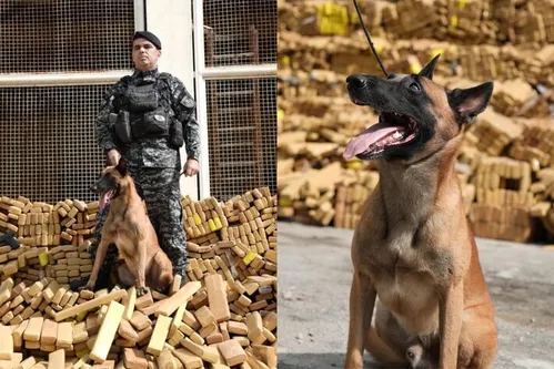
          Imagem ilustrativa da imagem Huck, pastor-belga-malinois, foi responsável por encontrar bunker com 48 toneladas de maconha
          