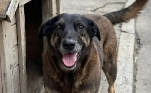 
          Imagem ilustrativa da imagem Justiça autoriza e corpo de cão Orelha é exumado
          