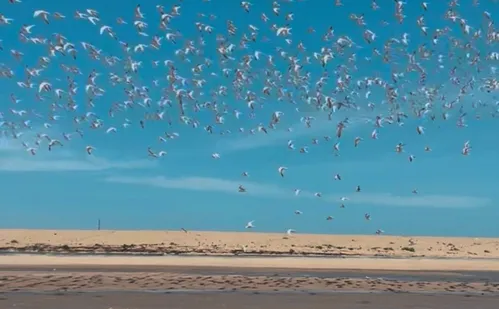 
          Imagem ilustrativa da imagem Linhares e Colatina: atrativos para curtir de Regência a São Pedro Frio
          