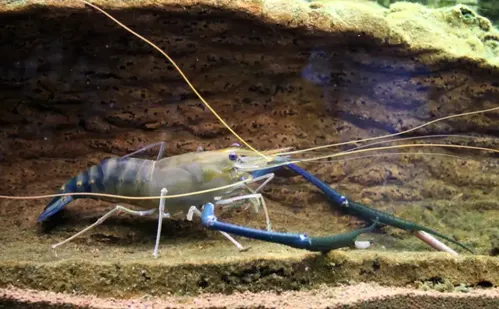 
          Imagem ilustrativa da imagem Mais de 11 toneladas de “Camarão-gigante” foram produzidas no ES
          