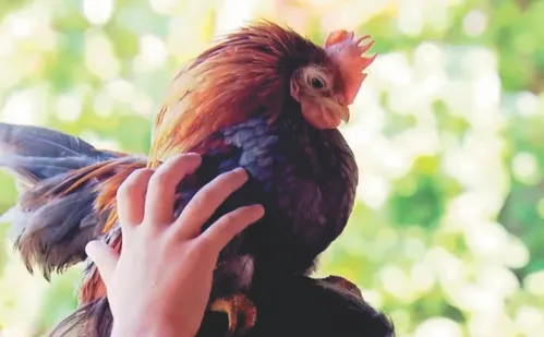 
          Imagem ilustrativa da imagem Mais de R$ 2 mil por ovo de galinha-anã de Marechal Floriano
          